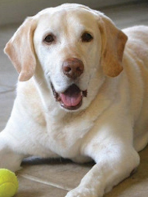 Photo of golden retreiver at Assisted living
